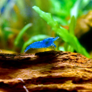 Temp image from https://commons.wikimedia.org/wiki/File:Blue_Shrimp.jpg