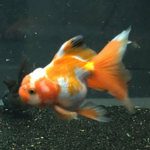 Goldfish